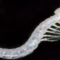 1,000 Hidden Species Found in Australian Outback