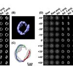 3-D Image of an Individual Protein