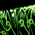 3-D reconstructed confocal fluorescence micrograph of a tissue scaffold