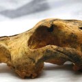33,000 year old skull of a domesticated dog found in Siberia.