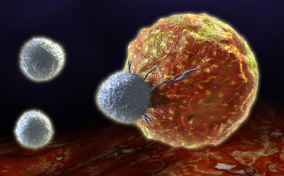 Biologists Identify a New Approach to Cancer Immunotherapy