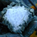 A block of a gas hydrate