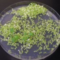 A gene’s jump from the chloroplast genome into that of the nucleus