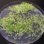 A gene’s jump from the chloroplast genome into that of the nucleus