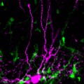 A single parvalbumin-expressing interneuron