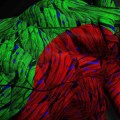 APJ’s role in cardiac function