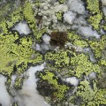 Algae, mosses, and lichens take up approximately 14 billion tons of carbon dioxide