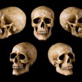 American Heads are Getting Larger