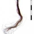 Ancient hair could reveal insight into climate change