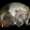Ancient skull