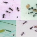 Ant Poison Paralyzes Prey From A Distance