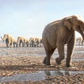 Arabian desert in Abu Dhabi, as it might have appeared when the elephants passed through