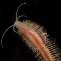Archaea-eating worm