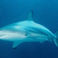australian hybrid sharks blacktip oceans species evolution