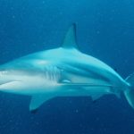 australian hybrid sharks blacktip oceans species evolution