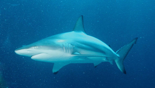 Australian Sharks Species