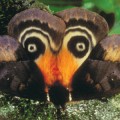 Automeris-egeus-moth