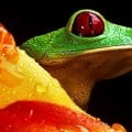 Averting biodiversity collapse