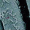 Bacillus stratosphericus