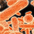 Bacteria