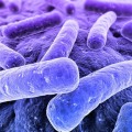 Bacteria