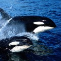 Battle Between Killer Whales And Sharks
