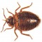 Bedbugs Are Successful Because Of Inbreeding