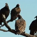 Black and Turkey Vultures