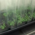 Botanist searches for genes that would make better roots