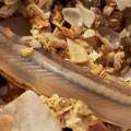 Brainless Faceless Fish Found in Scottish Waters