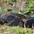 Burmese pythons in Everglades National Park.jpg