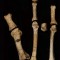 Burtele partial foot
