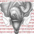 Cancer Genome Reveals New Drug Targets