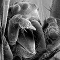 Castrated Spiders Are Better Fighters