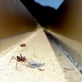 Cataglyphis noda ants approaching their nest entrance