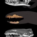 Coniophis precedens, most primitive snake