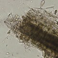 Converting-plant-waste-into-biofuels