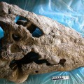 Crocodylus_thorbjarnarsoni-skull