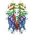 Crystal structure of the mu-opioid receptor bound to a morphinan antagonist.