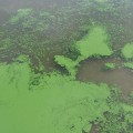 Cyanobacteria