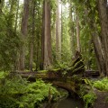 Cypress distribution reflects the breakup of Pangaea