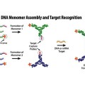 DNA Monomer Assembly and Target Recognition