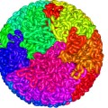 DNA packs itself tightly into a structure known as a fractal globule.jpg