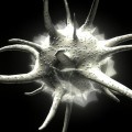 Dendritic Cell
