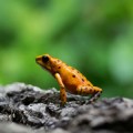 Dendrobatidae-london-zoo