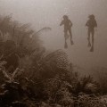 Detecting Detrimental Change in Coral Reefs