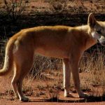 Dingo Solves Problem To Reach Food