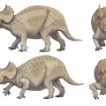Dinosaur Posture resolved