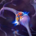Drosophila Orb2 plays an important role in the persistence of memory