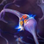 Drosophila Orb2 plays an important role in the persistence of memory